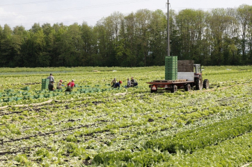 Польские фермеры в этом году могут полностью лишиться овощей